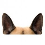 Šuns ausų priežiūrai