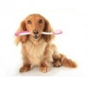 Šuns dantų priežiūrai